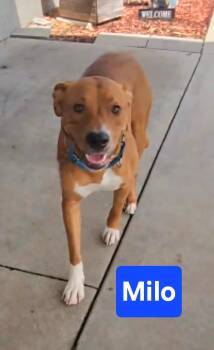 Milo -  Hound Dog for Adoption in Clinton, Missouri - Milo | PetCurious