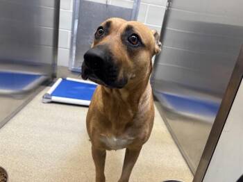 MISS GIRL -  Black Mouth Cur and Mixed Breed Dog for Adoption in Grand Prairie, Texas - MISS GIRL | PetCurious