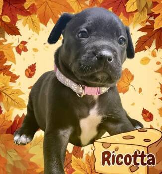 Rescue Pit Bull Terrier and American Staffordshire Terrier Dogs for Adoption in Ringwood, New Jersey - Ricotta | PetCurious