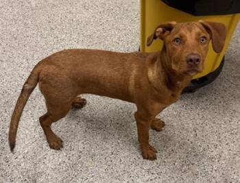 Kalamata -  Mixed Breed Dog for Adoption in Kansas City, Missouri - Kalamata | PetCurious