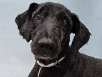 Finley -  Australian Shepherd and Standard Poodle Dog for Adoption in Minneapolis, Minnesota - Finley | PetCurious