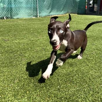 Fionna -  Pit Bull Terrier Dog for Adoption in Gallatin, Tennessee - Fionna | PetCurious