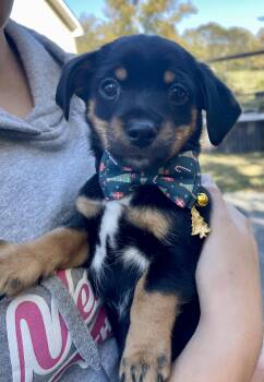 Rescue Chiweenie Dogs for Adoption in Falmouth, Maine - Sanger - The Heartbreakers! | PetCurious