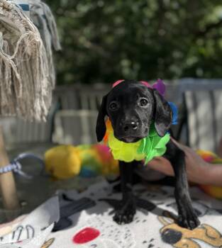 Minerva -  Doberman Pinscher and Black Labrador Retriever Dog for Adoption - Minerva | PetCurious
