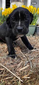 English Bulldog and Golden Retriever Dogs Available for Adoption - Lolly | PetCurious