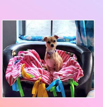 Chihuahua and Puggle Dogs Available for Adoption in Lake Geneva, Wisconsin - Twinkie | PetCurious