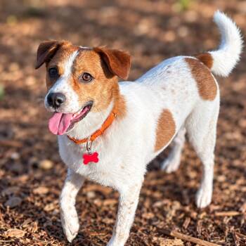 Denver -  Cattle Dog and Jack Russell Terrier Dog for Adoption in Boerne, Texas - Denver | PetCurious
