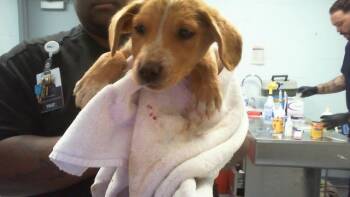 Labrador Retriever and Mixed Breed Dogs Available for Adoption in Charlotte, North Carolina - A1265112 | PetCurious