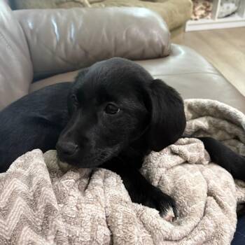 Shepherd Dogs Available for Adoption in Victoria, British Columbia - Pearl | PetCurious