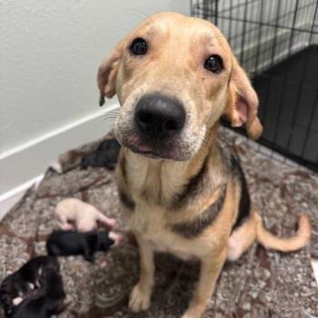 Beagle and Coonhound Dogs Available for Adoption - Alberta | PetCurious