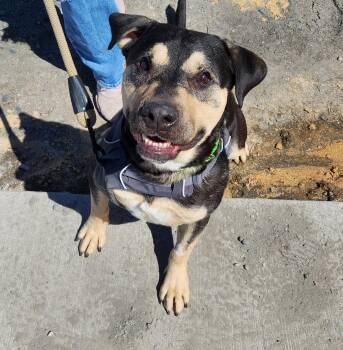 Pit Bull Terrier Dogs Available for Adoption in Billings, Montana - Zeus | PetCurious