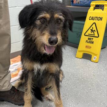 Nova -  Shepherd and German Wirehaired Pointer Dog for Adoption in Bardstown, Kentucky - Nova | PetCurious