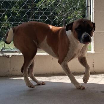 Zachary 1081 -  Mixed Breed Dog for Adoption in Loxahatchee Groves, Florida - Zachary 1081 | PetCurious