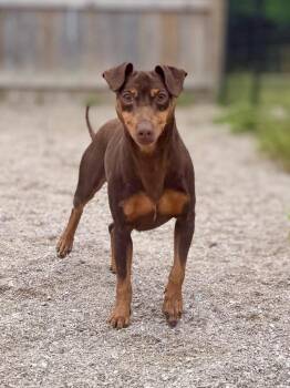 Chewbacca -  Miniature Pinscher Dog for Adoption in Muskegon, Michigan - Chewbacca | PetCurious