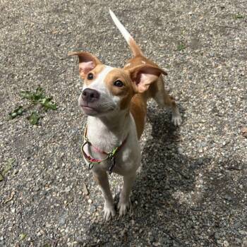 Mixed Breed Dogs Available for Adoption in Hopkinton, Massachusetts - Bambi | PetCurious