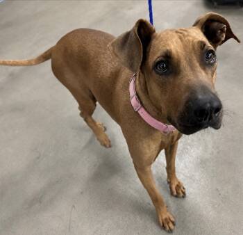 Mitzi Jean -  Rhodesian Ridgeback and Mixed Breed Dog for Adoption in Saugus, Massachusetts - Mitzi Jean | PetCurious