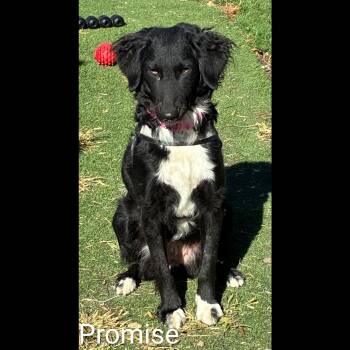 Rescue Collie Dogs for Adoption in Fredericksburg, Virginia - Promise | PetCurious