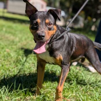 Rescue Mixed Breed Dogs for Adoption in Middleburg, Florida - Benjamin 28173 | PetCurious