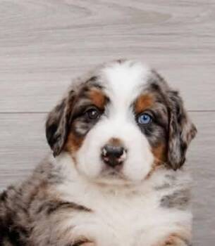 Bernese Mountain Dog Dogs Available for Adoption in New York, New York - Harry (AL) | PetCurious