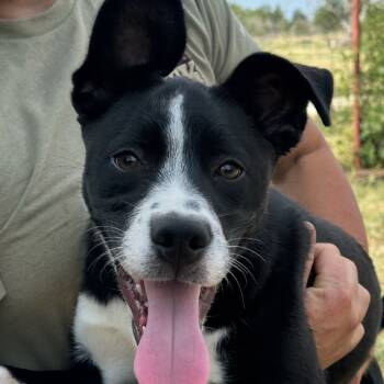 Rescue Black Labrador Retriever and Mixed Breed Dogs for Adoption in Hagerstown, Maryland - Max | PetCurious