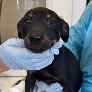 Terrier and Cattle Dog Dogs Available for Adoption in Nashville, Tennessee - Chips | PetCurious