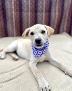 Labrador Retriever and Terrier Dogs Available for Adoption in Gulfport, Mississippi - Zelda | PetCurious