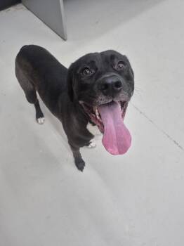 Mater -  Labrador Retriever and Pit Bull Terrier Dog for Adoption in Findlay, Ohio - Mater | PetCurious