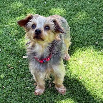 Michael -  Yorkshire Terrier Dog for Adoption in Corpus Christi, Texas - Michael | PetCurious