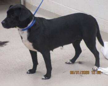 Yuki (872) -  Labrador Retriever Dog for Adoption in Marietta, Georgia - Yuki (872) | PetCurious
