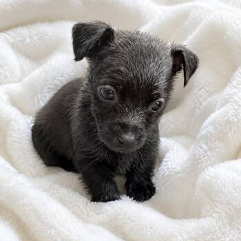 Clover -  Shih Tzu and Chihuahua Dog for Adoption in Crosby, Texas - Clover | PetCurious
