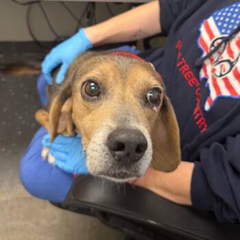 Hal(Foster for the Heat) -  Mixed Breed Dog for Adoption in Columbiana, Alabama - Hal(Foster For The Heat) | PetCurious