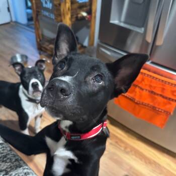 Rescue Mixed Breed Dogs for Adoption in Jersey City, New Jersey - Chickie's | PetCurious