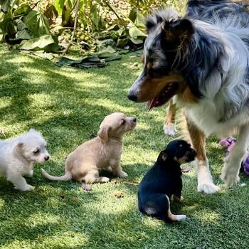 POPPY -  Miniature Poodle and Mixed Breed Dog for Adoption in Richmond, California - POPPY | PetCurious