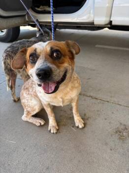 MIKEY -  Australian Cattle Dog Blue Heeler Dog for Adoption in Belton, Texas - MIKEY | PetCurious