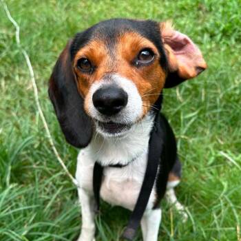 Zoomie -  Beagle Dog for Adoption in Brownsboro, Alabama - Zoomie | PetCurious