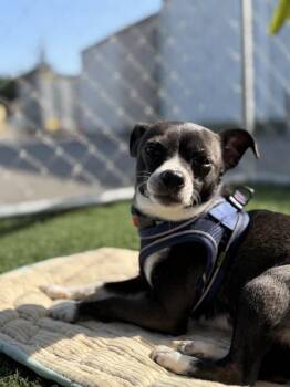 Chihuahua Dogs Available for Adoption in Vallejo, California - Ranni | PetCurious
