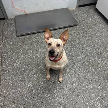 Rescue Cattle Dog Dogs for Adoption in Parkersburg, West Virginia - Tequila | PetCurious