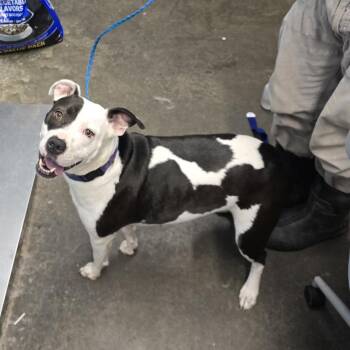Loyalty -  Pit Bull Terrier Dog for Adoption in Evansville, Indiana - Loyalty | PetCurious