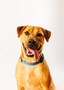 Rescue Labrador Retriever Dogs for Adoption - Colt | PetCurious
