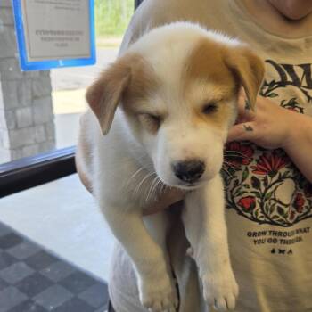 Lenny -  Shepherd and Mixed Breed Dog for Adoption in Marshall, Texas - Lenny | PetCurious