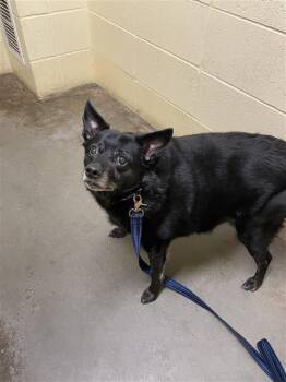 Spitz Dogs Available for Adoption - Brioche | PetCurious