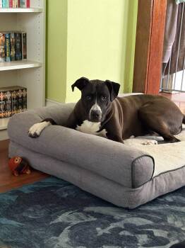 Pit Bull Terrier and Great Dane Dogs Available for Adoption in Minneapolis, Minnesota - Mookie | PetCurious
