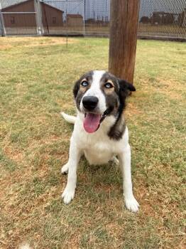 MS. WIGGLEBUTT -  Anatolian Shepherd and Mixed Breed Dog for Adoption in Killeen, Texas - MS. WIGGLEBUTT | PetCurious