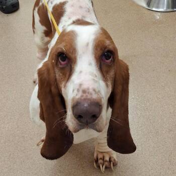 Basset Hound Dogs Available for Adoption - Finnley | PetCurious