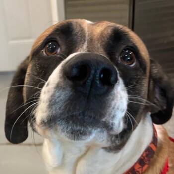 Teddy -  Terrier Dog for Adoption in West Des Moines, Iowa - Teddy | PetCurious