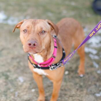 Mixed Breed Dogs Available for Adoption - Ruby | PetCurious