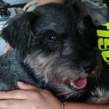 Rescue Schnauzer Dogs for Adoption in Dallas, Texas - Crowley | PetCurious