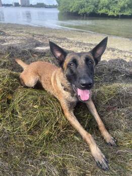 Belgian Shepherd Malinois Dogs Available for Adoption in Imlay City, Michigan - Moon - Located In Florida | PetCurious