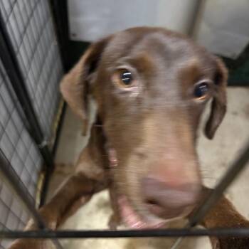 Michelle -  Labrador Retriever and Mixed Breed Dog for Adoption in Birmingham, Alabama - Michelle | PetCurious
