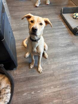 Rescue Yellow Labrador Retriever Dogs for Adoption in Leavenworth, Kansas - 25-0651 "Bingbong